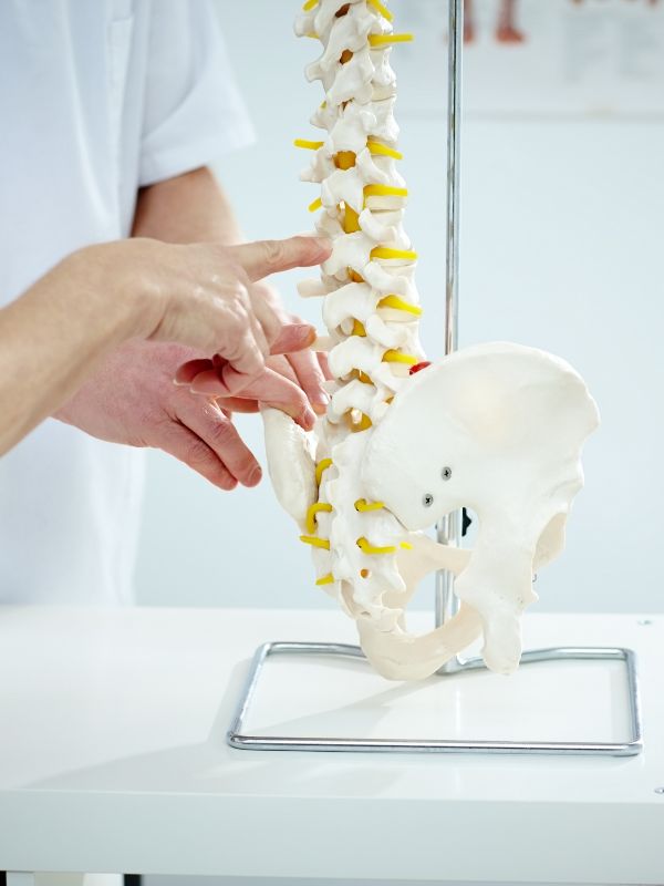 chiropractor showing a spine